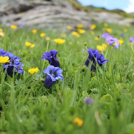 Miravidi A Cervinia 3*