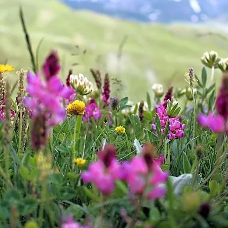 Miravidi A Cervinia 3*